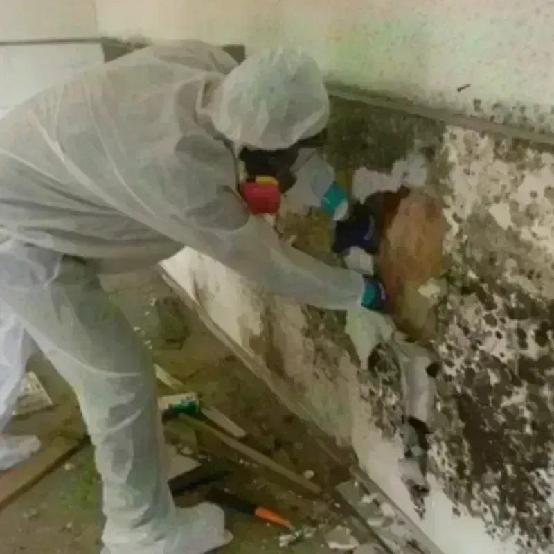 Mold Remediation and Removal in Questa, NM